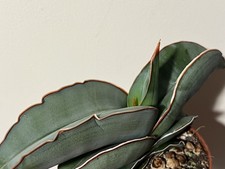 Sansevieria Banana Snake Plant