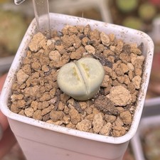 Exact Plant，1pc C349A