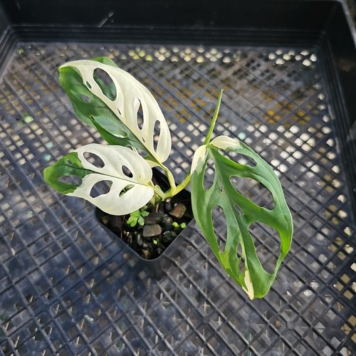 Monstera adansonii laniata - monstera,