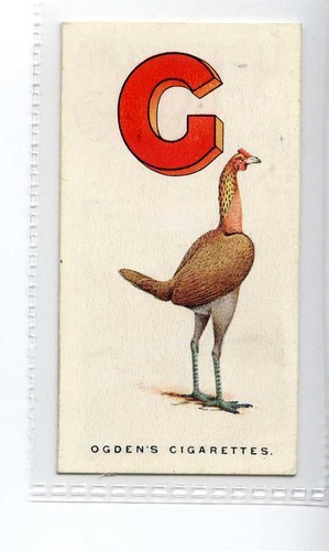 Ogdens poultry - (jf8207), ogdens,poultry