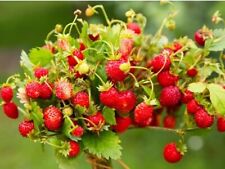 STRAWBERRY  - Baron Solemacher - 100 Remontant Seeds - Fragaria Vesca . NON GMO