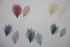 Real Pressed Skeleton Coloured Leaves Card Making Arts Crafts Small 1 Pk 20 Pcs
