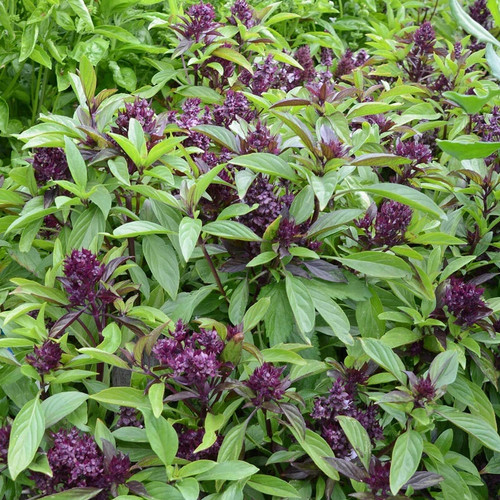 Thai basil siam queen plug - basil,