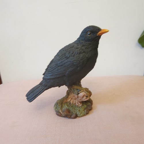 Vivid arts real - life, blackbird