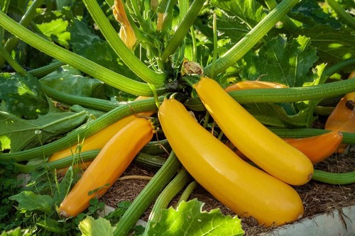 Golden zucchini summer - golden,