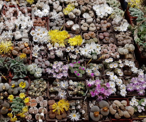 Lithops mix 1000seeds - lithops,