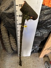 BLACKTHORN Huge WALKING STICK