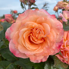 RACHEL - Fragrant Pink/ Orange