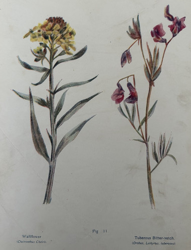 Antique print wallflower - antique,