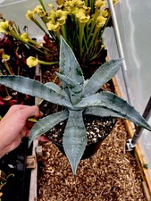 Agave Americana Century Plant (succulent house plant)