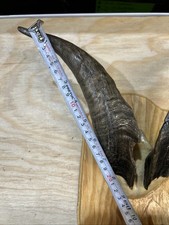 goat horns
