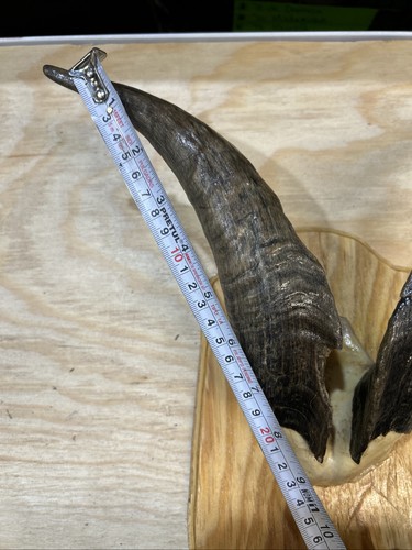 Goat horns - goat,