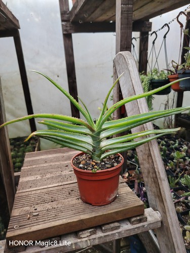 Aloe glauca formę distincya - glauca,