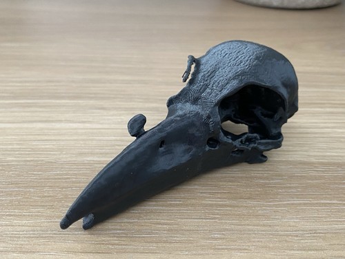 Black replica raven skull - black,