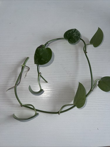 50cm satin pothos house large - pothos,