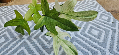 Variegated philodendron - variegated,