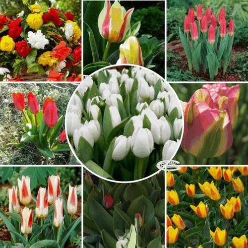 New tulips spring dwarf - tulips,