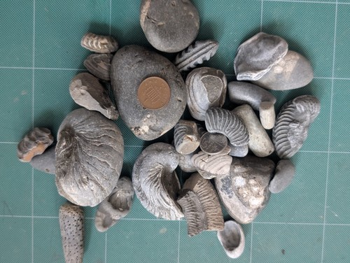 Mixed jurassic marine fossil - mixed,