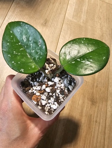 Hoya carnosa freckles splash - freckles,