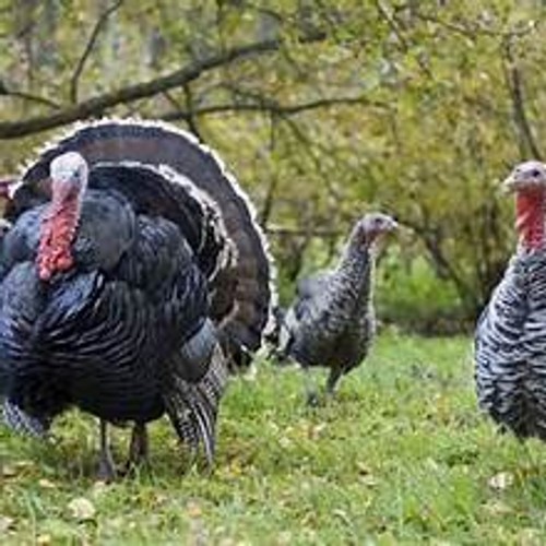 Narragansett turkey hatching - narragansett,