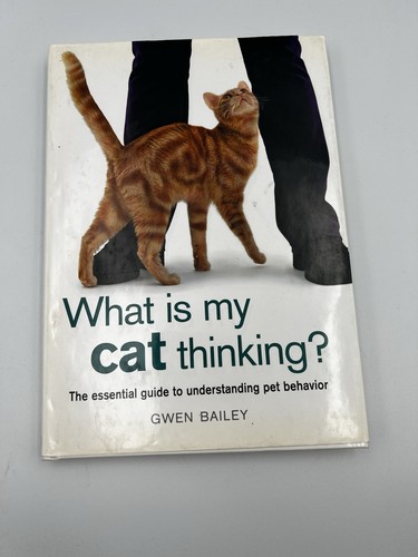 What cat thinking the - my,