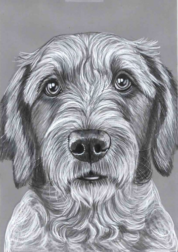 Original pencil drawing - b&w,