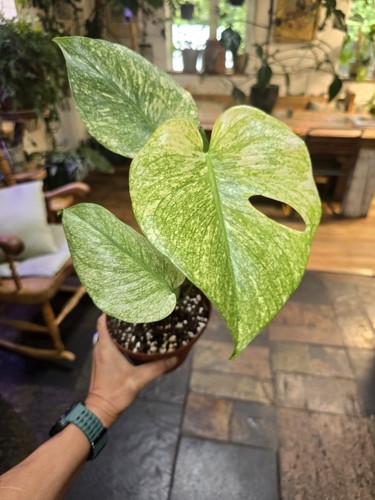 Large monstera mint - monstera, pot