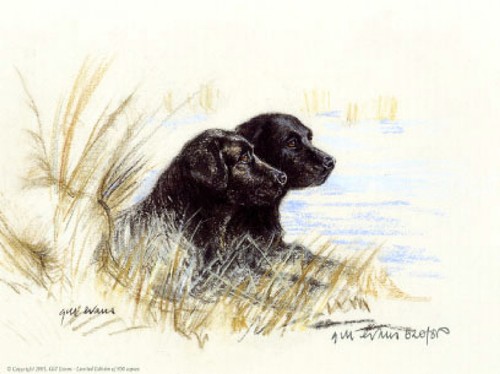 Black labradors print - black,