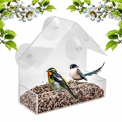 Set window watch wild bird - set,
