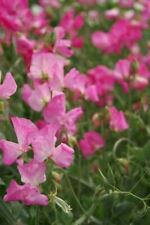Flower - Sweet Pea - Mammoth -