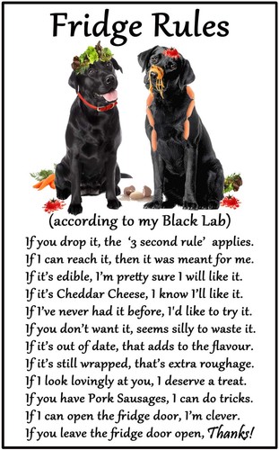 Labrador black dog - labrador, gift
