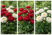 8 x White & Red Peony Bulbs