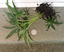 3 x Helleborus foetidus -