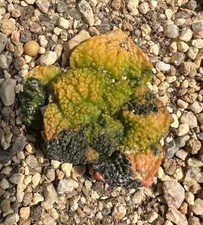 Rare Ariocarpus Fis Hybird