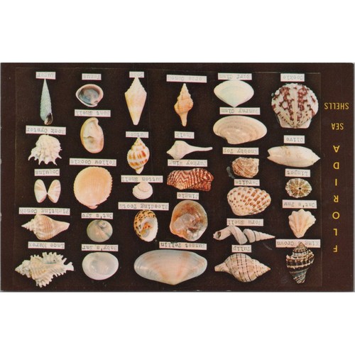 Postcard florida sea shells - florida,