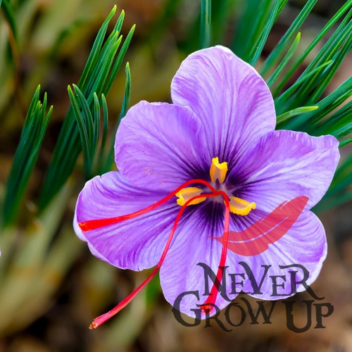 Saffron crocus sativus - saffron,