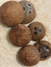 Whole Dried Coconuts Natural