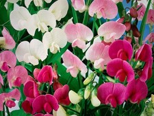 6 Perennial Sweet Pea  Plug
