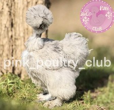 8 Hens Choice Premium Silkie