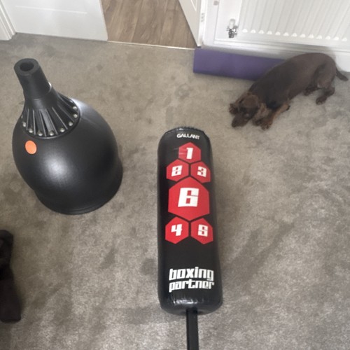 Gallant boxing partner - gallant,
