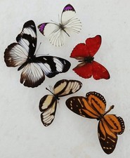  Butterfly Collection Set x5
