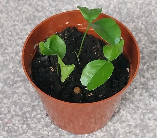 Sweet orange fruit plants - sweet,