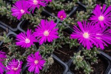 Trichodiadema Pink - UK Grown Succulent - Ice Plant - Bonsai