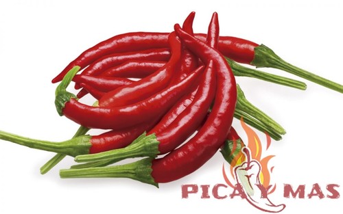 Tree chili seeds bravo - chili,