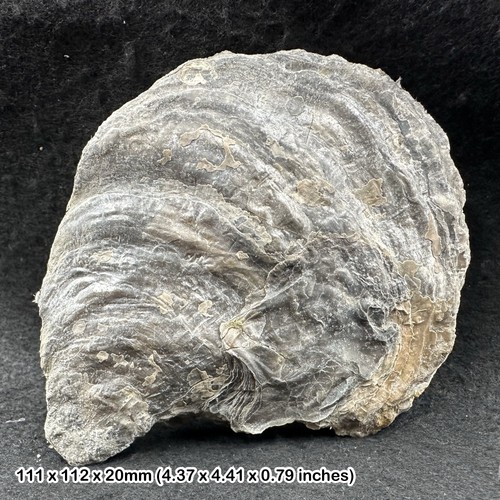 Giant jurassic coast fossil