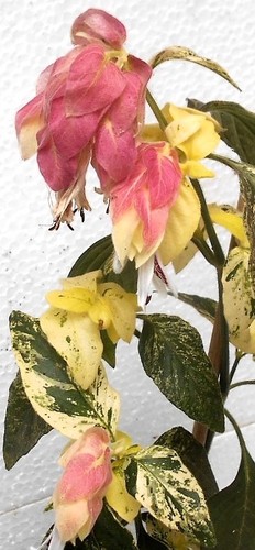 Young pink flowering - pink,