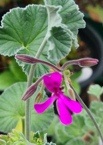 Pelargonium reniforme plant - pelargonium, reniforme.