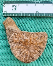 FOSSIL CETACEAN VERTEBRAE