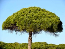 Pinus pinea | Stone Pine |