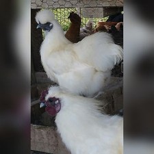 8 PURE WHITE SILKIE FERTILE